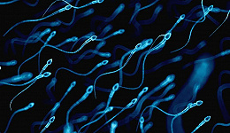 300年的科学误解，精子游动并非蝌蚪式？