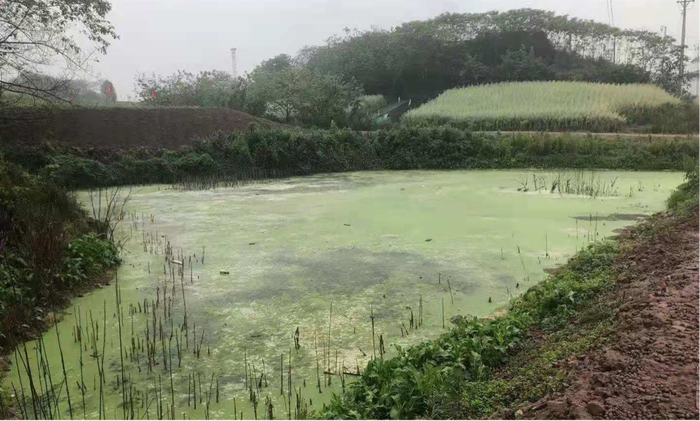 生活汙水納汙坑塘富營養化