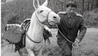 四川 深山信使 王顺友因病去世 一人一马一辈子 山里山外三十年 界面新闻