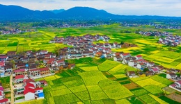 2022中国最美油菜花海汉中旅游文化节（第13届）将于3月中旬盛大开幕