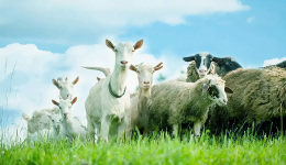 急眼了！“羊乳第一股” 红星美羚IPO被否，提请复审有可能吗？