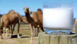 99%的骆驼奶没骆驼基因，遍地开花的“小众奶”只是一场消费伪升级