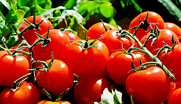 风味or储存？番茄种业的得与失