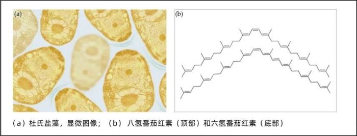 管家婆马报图今晚