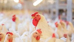 每年屠宰鸡1.6亿只，如今却被迫卖身，谁毁了“鸡肉大王”？