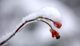 招生向上利潤(rùn)向下，中國(guó)東方教育春雪未融