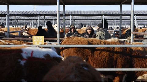 甘南欢喜牲畜交易市场春节后首个交易日“开门红”，成交额达4240万元