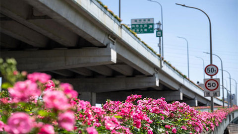 以 “繡花” 功夫 扮靚城市高架 ，甬城高架月季花廊即將全面盛放