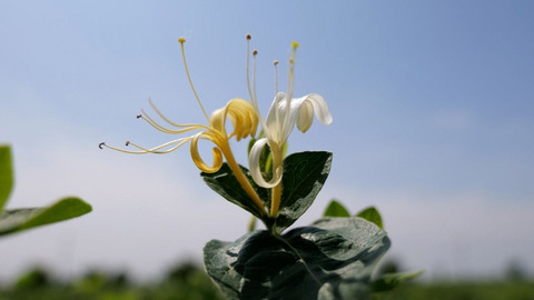以岭药业：打造金银花规范化种植基地 助力农民增收致富