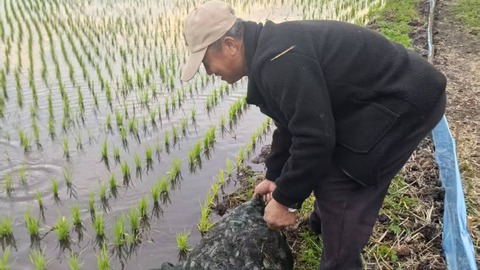 稻蟹共生！千亩稻田展生态新画卷