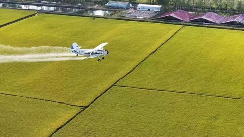 全力推进“一喷多促” 防虫提产让沃野焕生机