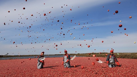 蔓越莓：北纬48度的奇迹