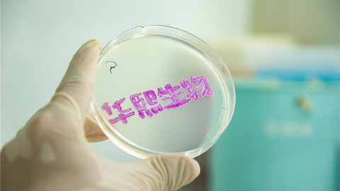 鲁股观察｜华熙生物第三季度盈利回暖：净利润同增55.63%