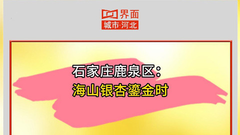 石家庄鹿泉区： 海山银杏鎏金时