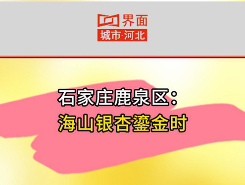 石家庄鹿泉区： 海山银杏鎏金时