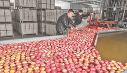 山西运城：17.7万吨鲜果何以顺利“出海”？